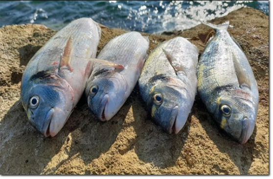 ESCA PER LA PESCA