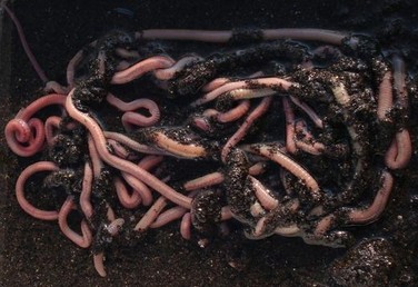 Arenicola napoletana-escavivamare.jpg
