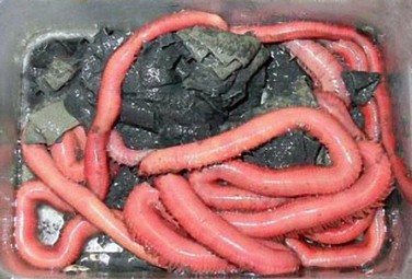 Cordella-escavivamare.jpg