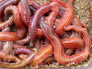 Tremolina-francese-escavivamare.jpg